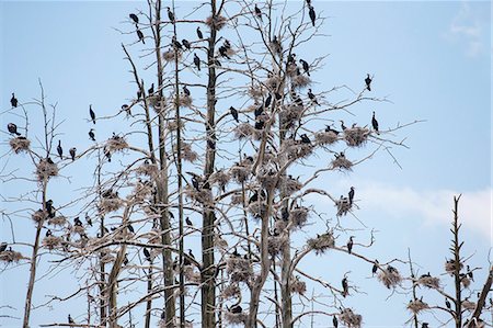 Birds perching on bare tree Photographie de stock - Premium Libres de Droits, Code: 6102-08120159