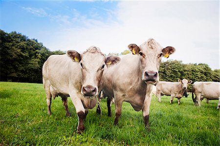 quatre animaux - Cows on pasture Photographie de stock - Premium Libres de Droits, Code: 6102-08120106