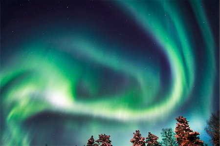 forest sky worms eye view - Aurora borealis above forest Stock Photo - Premium Royalty-Free, Code: 6102-08120109