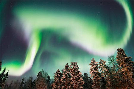 phenomenon - Aurora borealis above forest Stock Photo - Premium Royalty-Free, Code: 6102-08120110