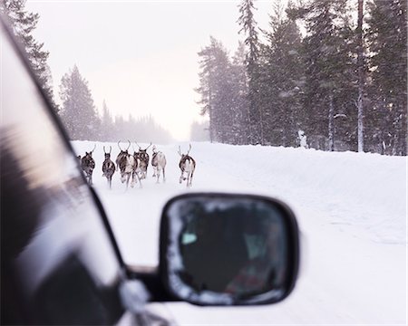 simsearch:6102-08120886,k - Reindeer on winter road seen from car Stockbilder - Premium RF Lizenzfrei, Bildnummer: 6102-08120257