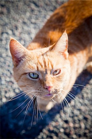 simsearch:614-03455512,k - Ginger cat Photographie de stock - Premium Libres de Droits, Code: 6102-08120319