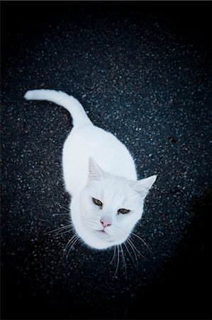 simsearch:6102-08120714,k - White cat Stock Photo - Premium Royalty-Free, Code: 6102-08120323