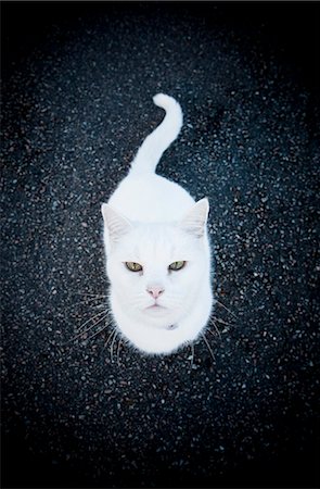 White cat Fotografie stock - Premium Royalty-Free, Codice: 6102-08120324