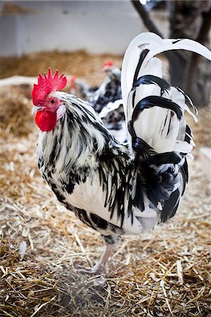 Black and white rooster Photographie de stock - Premium Libres de Droits, Code: 6102-08120331