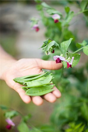 simsearch:6102-07842827,k - Hand holding garden peas Foto de stock - Sin royalties Premium, Código: 6102-08120575