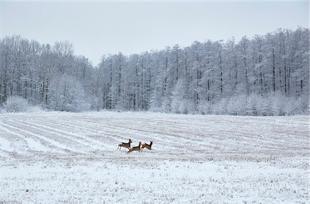 simsearch:400-04793517,k - Deer running through winter field Foto de stock - Sin royalties Premium, Código: 6102-08120721