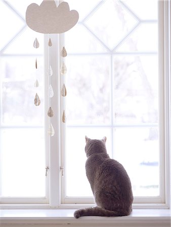 domestic cat - Cat sitting on windowsill Stock Photo - Premium Royalty-Free, Code: 6102-08120864