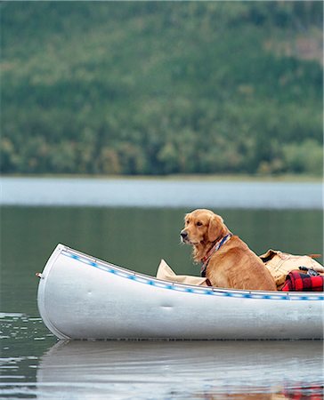 simsearch:6102-08882351,k - Dog on boat Foto de stock - Sin royalties Premium, Código: 6102-08120885