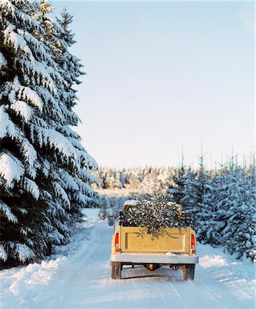 spruce - Pick up truck with pine tree on back Fotografie stock - Premium Royalty-Free, Codice: 6102-08120886