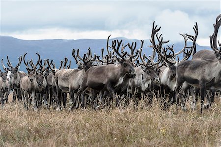 Reindeers in mountains Stock Photo - Premium Royalty-Free, Code: 6102-08120895