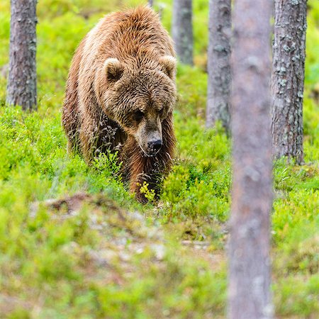 simsearch:6102-08169004,k - Brown bear in forest Stock Photo - Premium Royalty-Free, Code: 6102-08120995