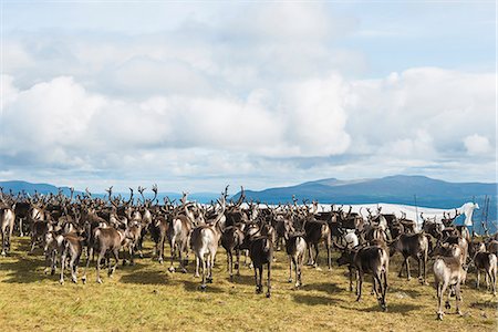 Reindeers in mountains Photographie de stock - Premium Libres de Droits, Code: 6102-08120903