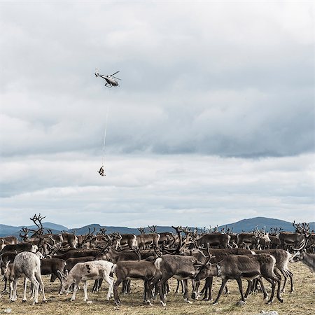 Reindeers in mountains Stock Photo - Premium Royalty-Free, Code: 6102-08120907