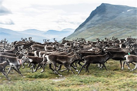 Reindeers in mountains Stock Photo - Premium Royalty-Free, Code: 6102-08120904