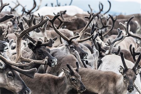 Reindeers Photographie de stock - Premium Libres de Droits, Code: 6102-08120905