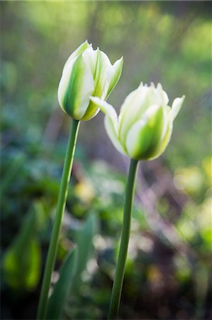 simsearch:6102-03905680,k - White tulips, close-up Foto de stock - Royalty Free Premium, Número: 6102-08270549