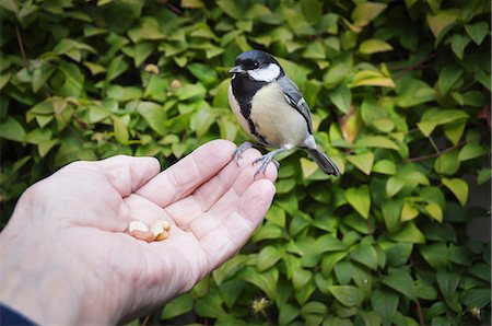 semilla (para pájaro) - Small bird eating nuts Foto de stock - Sin royalties Premium, Código: 6102-08270550