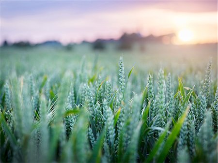 Wheat field at dusk Photographie de stock - Premium Libres de Droits, Code: 6102-08270785