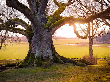 simsearch:6102-07158314,k - View of old tree Foto de stock - Sin royalties Premium, Código: 6102-08270790