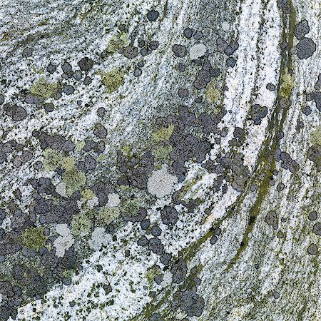 simsearch:633-03444861,k - Lichen and moss on rock Photographie de stock - Premium Libres de Droits, Code: 6102-08271065