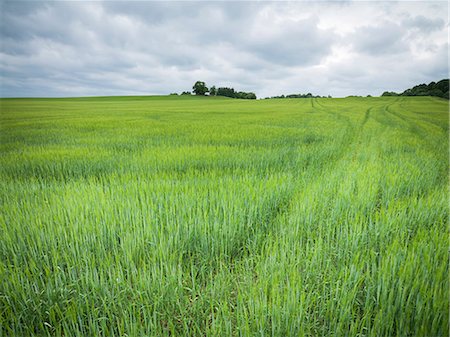 rye (grain) - Wheat field Stock Photo - Premium Royalty-Free, Code: 6102-08271070