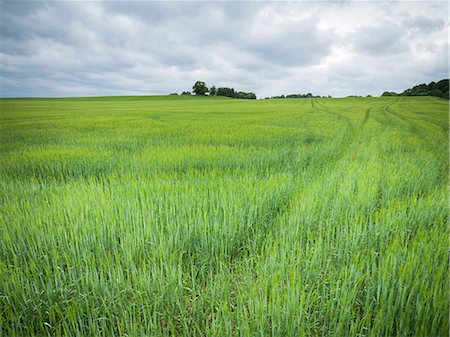 simsearch:6102-08271581,k - Wheat field Foto de stock - Sin royalties Premium, Código: 6102-08271070