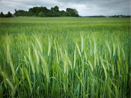 rye (grain) - Wheat field Stock Photo - Premium Royalty-Free, Code: 6102-08271088