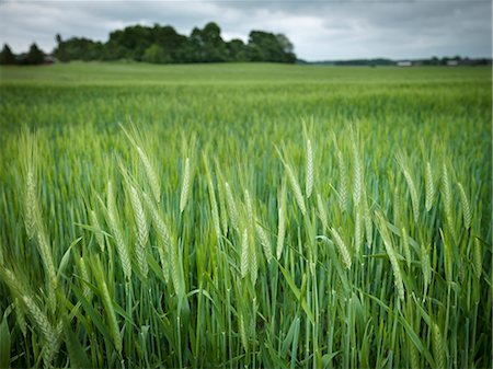 simsearch:6102-08760886,k - Wheat field Foto de stock - Sin royalties Premium, Código: 6102-08271088