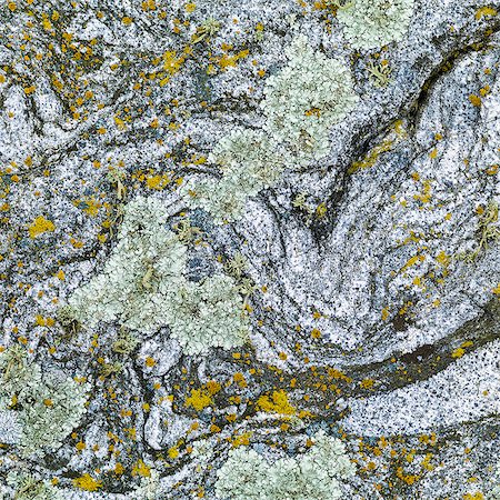 simsearch:633-03444861,k - Lichen and moss on rock Photographie de stock - Premium Libres de Droits, Code: 6102-08271092