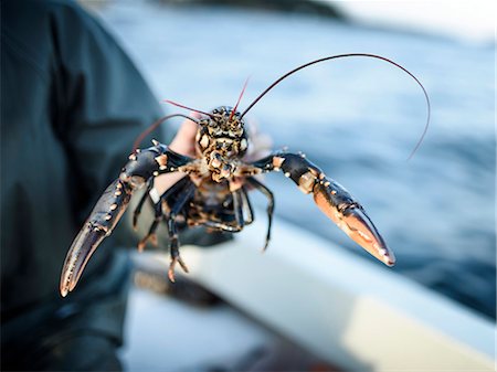 european lobster - Person holding lobster Photographie de stock - Premium Libres de Droits, Code: 6102-08271143