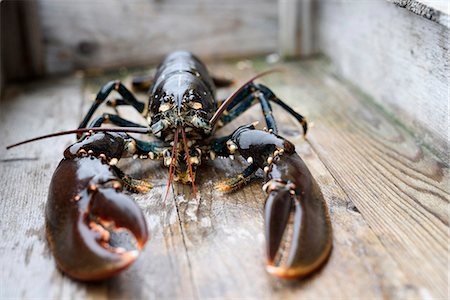 shellfish sweden - Lobster Stock Photo - Premium Royalty-Free, Code: 6102-08271141