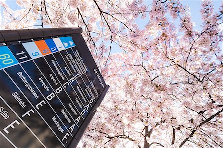 plants bulletin board - Bus stop and blossoming trees, low angle view Stock Photo - Premium Royalty-Free, Code: 6102-08271286