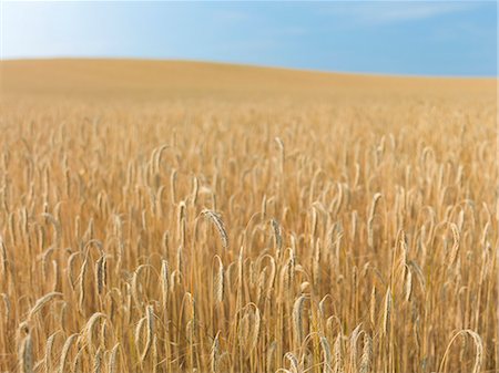 rye (grain) - Wheat field Stock Photo - Premium Royalty-Free, Code: 6102-08271220