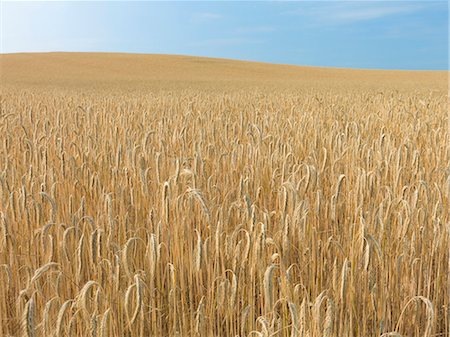 simsearch:6102-08760886,k - Wheat field Foto de stock - Sin royalties Premium, Código: 6102-08271222