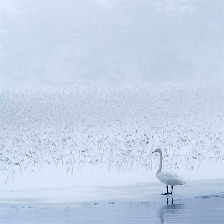 swan snow - Swan on frozen lake Stock Photo - Premium Royalty-Free, Code: 6102-08271365
