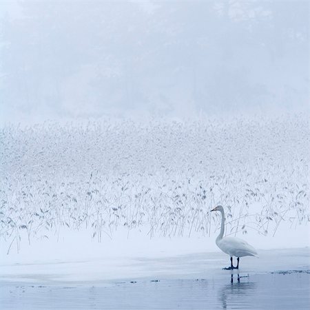 simsearch:6102-08520758,k - Swan on frozen lake Foto de stock - Sin royalties Premium, Código: 6102-08271365