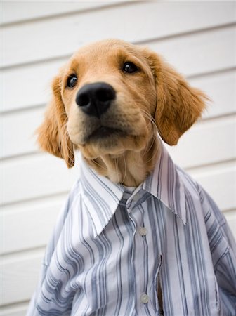 Puppy wearing shirt Stock Photo - Premium Royalty-Free, Code: 6102-08271321