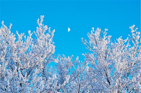 Frosty branches against blue sky Stock Photo - Premium Royalty-Free, Code: 6102-08271413