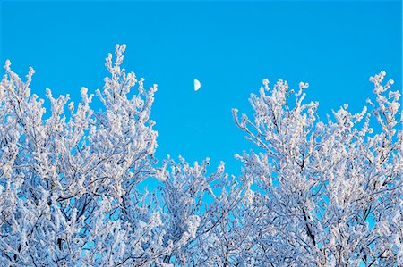 simsearch:6102-03826740,k - Frosty branches against blue sky Foto de stock - Sin royalties Premium, Código: 6102-08271413