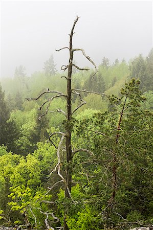 Dead tree in forest Photographie de stock - Premium Libres de Droits, Code: 6102-08271433