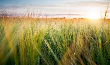 simsearch:6102-06965461,k - Wheat field Foto de stock - Royalty Free Premium, Número: 6102-08271584