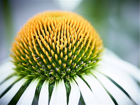 rudbeckia - Close-up of flower Stock Photo - Premium Royalty-Free, Code: 6102-08271594