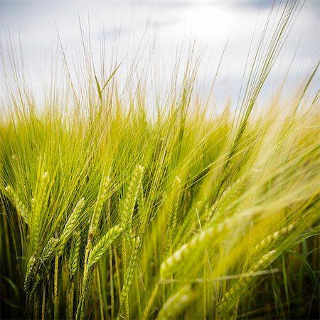 field summer - Wheat, close-up Stock Photo - Premium Royalty-Free, Code: 6102-08271612