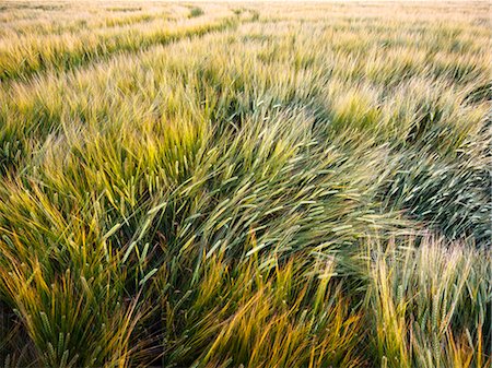 photo of cereal cultivation - Wheat field Stock Photo - Premium Royalty-Free, Code: 6102-08271627