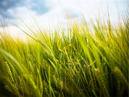 field of grain - Wheat, close-up Photographie de stock - Premium Libres de Droits, Code: 6102-08271626