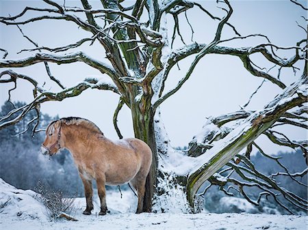 scandinavia horse - Horse under dead tree Stock Photo - Premium Royalty-Free, Code: 6102-08271630