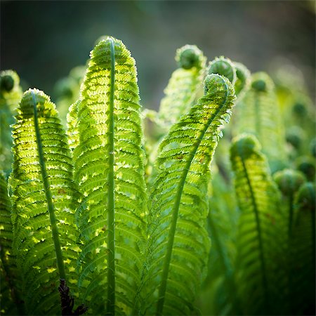 Fern leaves Stock Photo - Premium Royalty-Free, Code: 6102-08271632