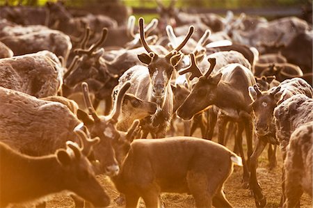 Herd of Svalbard reindeer Stock Photo - Premium Royalty-Free, Code: 6102-08384048