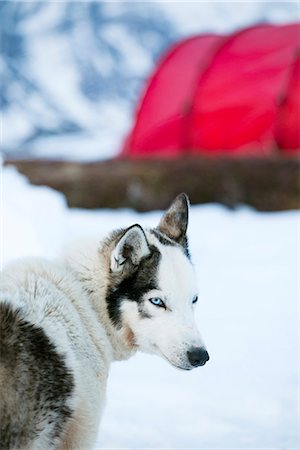 simsearch:6102-03750740,k - Draught dog, tent on background Foto de stock - Sin royalties Premium, Código: 6102-08384090